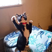 Stinker is registered to the contest to win money with this photo: animal, black_and_white, blanket, cat, collar, curious, cute, domestic_cat, furniture, home, indoor, pet, playful, raised_paws, reaching, soft_light, standing, tail, whiskers, window
