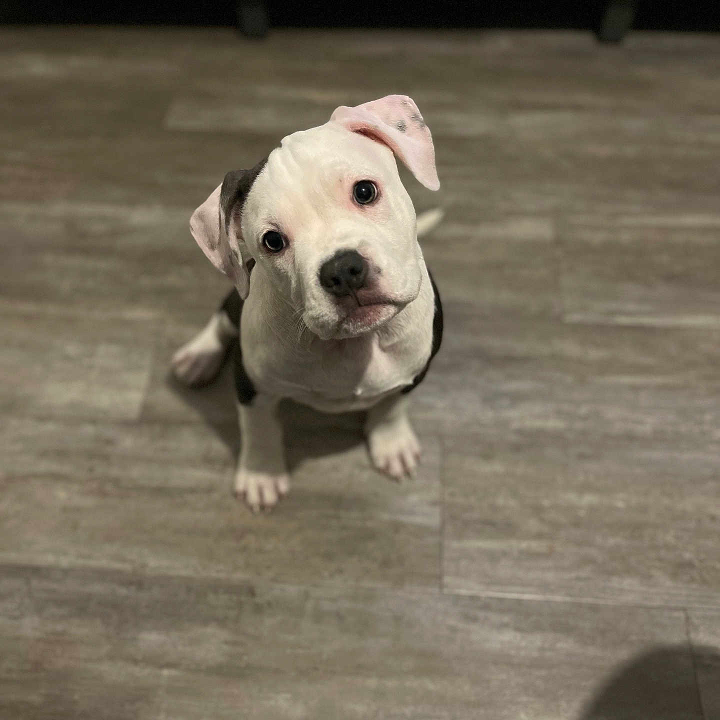 Ruby participe au concours pour gagner de l'argent avec cette photo : animal, bostonbull, boxer, bulldog, canine, dog, face, frenchbulldog, hardwood, head, hound, labradorretriever, person, pet, pitbull, puppy, snout, terrier, whitedog, wood