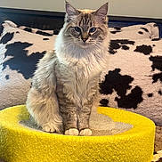 Oakley is registered to the contest to win money with this photo: cat, fluffy, sitting, yellow_bed, cow_print, pillow, blanket, indoor, pet, feline, fur, whiskers, ears, blue_eyes, cozy, home, relaxed, animal, portrait, cute
