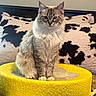 cat, fluffy, sitting, yellow_bed, cow_print, pillow, blanket, indoor, pet, feline, fur, whiskers, ears, blue_eyes, cozy, home, relaxed, animal, portrait, cute
