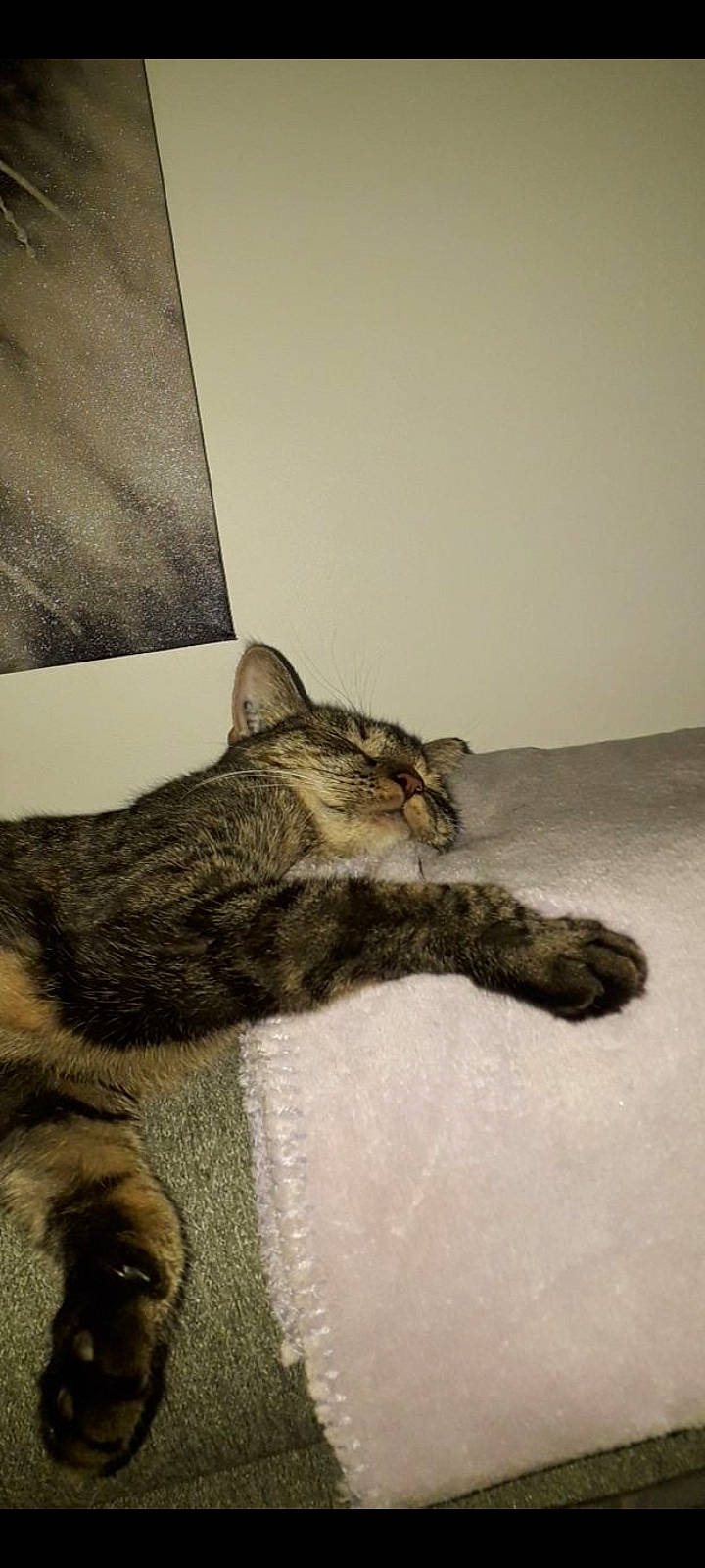 Mina participe au concours pour gagner de l'argent avec cette photo : carnivore, cat, claw, comfort, domestic_short_haired_cat, felidae, fur, grey, paw, room, sitting, small_to_medium_sized_cats, snout, tail, terrestrial_animal, whiskers, wildlife, wood