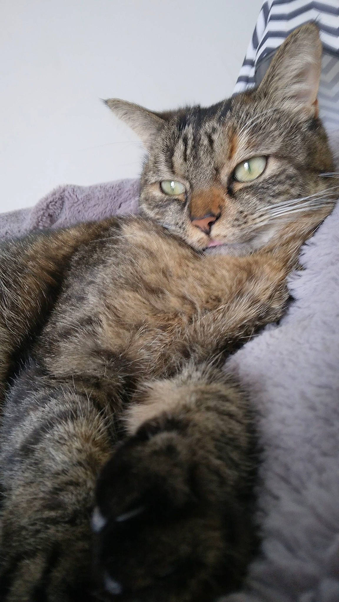 Mina participe au concours pour gagner de l'argent avec cette photo : carnivore, cat, claw, domestic_short_haired_cat, felidae, fur, paw, small_to_medium_sized_cats, tail, terrestrial_animal, whiskers, wildlife