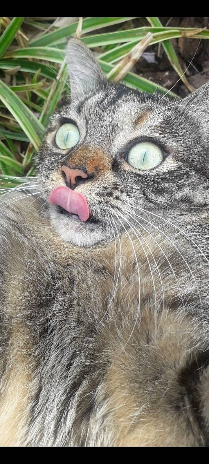 Mina a rejoint le concours — aidez-le/la à gagner de superbes lots ! carnivore, cat, claw, close_up, domestic_short_haired_cat, felidae, fur, grass, lynx, paw, plant, small_to_medium_sized_cats, snout, terrestrial_animal, whiskers, wildlife