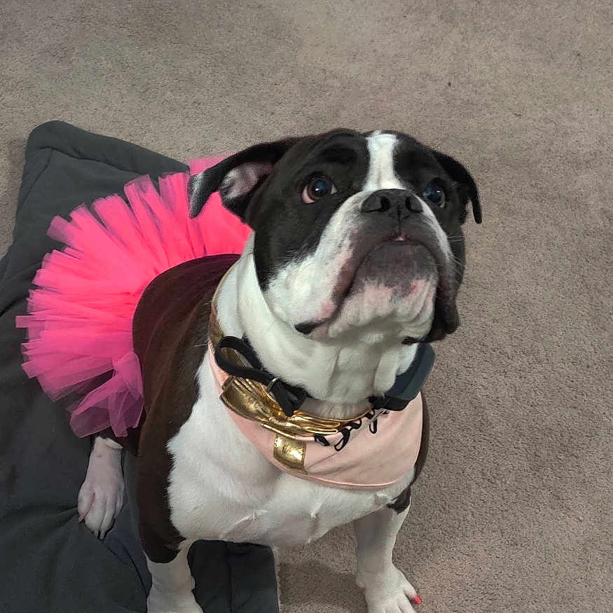Lola joined the competition — help win amazing prizes! animal, black_and_white, canine, carpet, collar, costume, curious, cute, dog, furniture, human, indoor, legs, paw, pet_bed, pink, portrait, sitting, sock, tutu