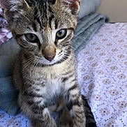 Sienna is registered to the contest to win money with this photo: kitten, cat, tabby, animal, pet, bedspread, blanket, indoor, cute, feline, young, small, fur, whiskers, ears, tail, resting, looking, curious, soft