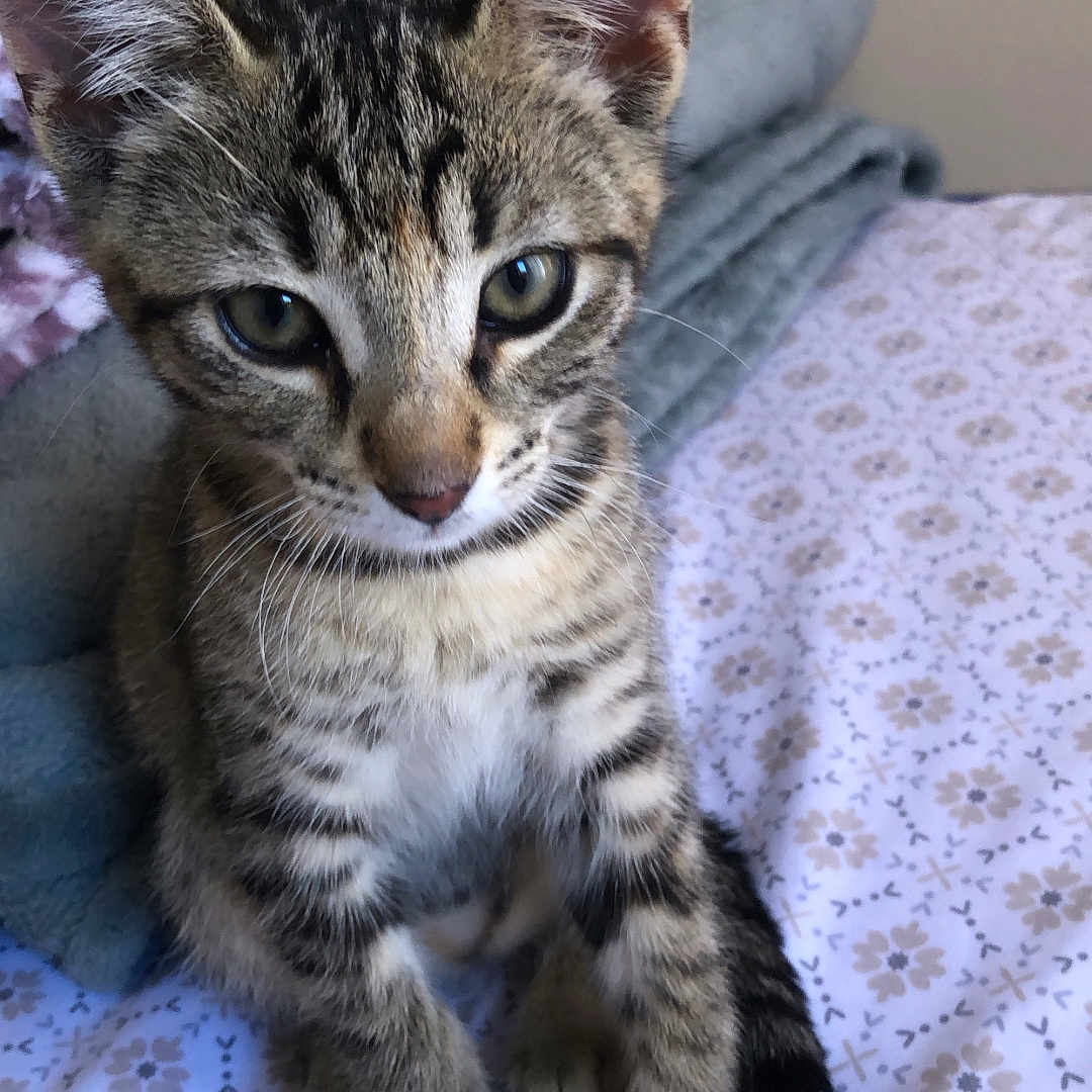 Sienna