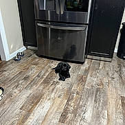 Rue Barb joined the competition — help win amazing prizes! puppy, dog, black_dog, floor, wooden_floor, kitchen, refrigerator, reflection, pet_bowls, cabinet, home, indoor, appliance, small_dog, flooring, domestic, animal, cute, resting, household