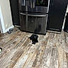 puppy, dog, black_dog, floor, wooden_floor, kitchen, refrigerator, reflection, pet_bowls, cabinet, home, indoor, appliance, small_dog, flooring, domestic, animal, cute, resting, household