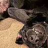 dog, black_dog, pet, canine, upside_down, paw, teeth, playful, carpet, indoor, close_up, fur, nose, ears, tongue, cute, animal, lying_down, smile, muzzle