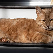 Tayto is registered to the contest to win money with this photo: animal, calm, cat, closeup, cute, domestic_animal, feline, fur, ginger_cat, indoor, mammal, orange_fur, paw, pet, portrait, relaxed, resting, shelf, sunlight, whiskers