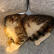 Winter is registered to the contest to win money with this photo: cat, tabby, pet, indoor, cozy, feline, curious, paws, white_chest, soft_texture, tunnel, resting, cute, animal, fur, relaxed, looking_up, whiskers, ears, close_up