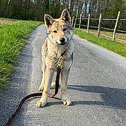 Delta a rejoint le concours — aidez-le/la à gagner de superbes lots ! dog, animal, pet, leash, road, outdoor, nature, grass, trees, sky, canine, walking, rural, fence, daytime, curious, portrait, standing, quiet, sunlight