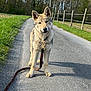 dog, animal, pet, leash, road, outdoor, nature, grass, trees, sky, canine, walking, rural, fence, daytime, curious, portrait, standing, quiet, sunlight