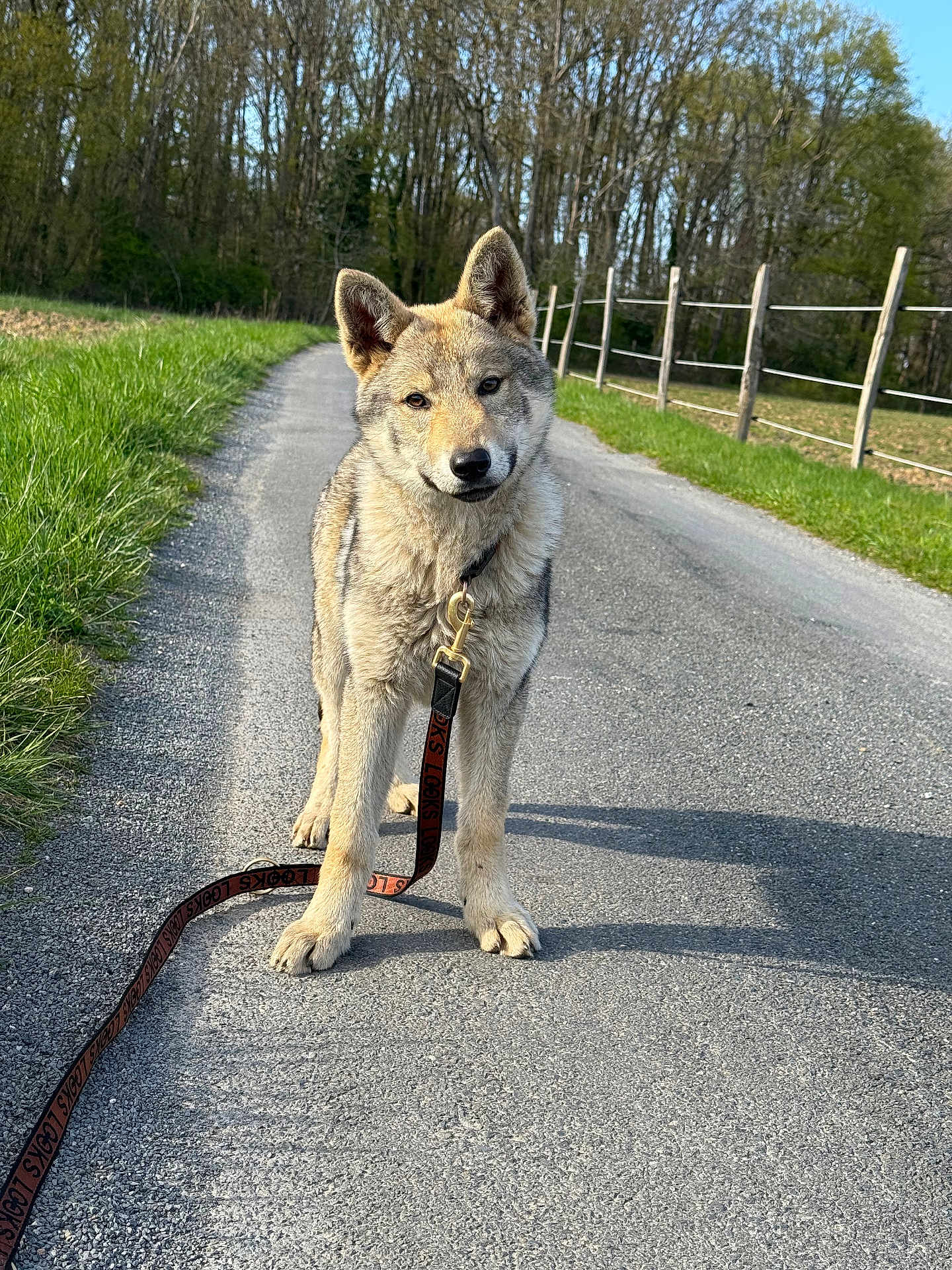 Delta a rejoint le concours — aidez-le/la à gagner de superbes lots ! dog, animal, pet, leash, road, outdoor, nature, grass, trees, sky, canine, walking, rural, fence, daytime, curious, portrait, standing, quiet, sunlight