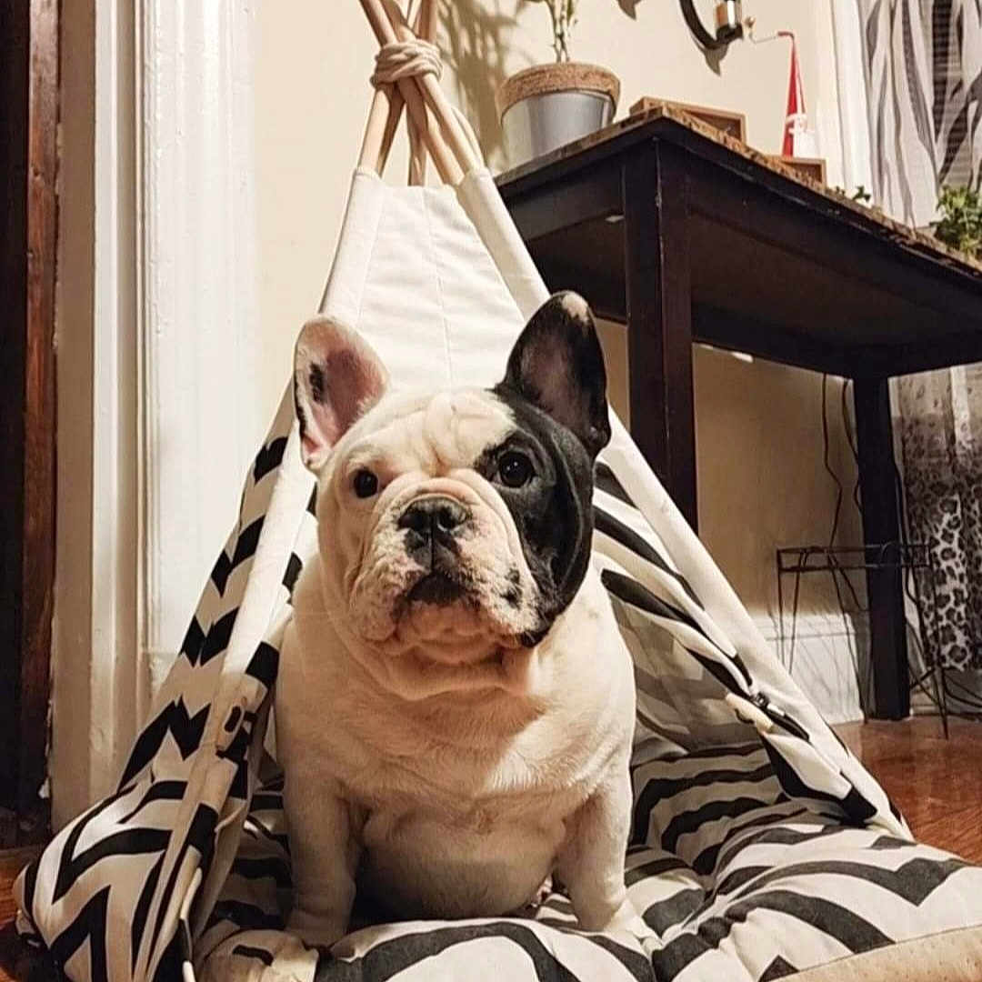 Mr Ziggy is registered to the contest to win money with this photo: accessories, animal, bag, canine, dog, dogbed, handbag, pet