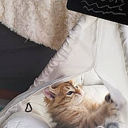 Velours participe au concours pour gagner de l'argent avec cette photo : abyssinian, animal, bed, bedroom, blackboard, blanket, cat, couch, cradle, cushion, furniture, homedecor, indoors, kitten, linen, manx, pet, room, siamese, text