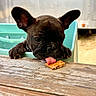dog, puppy, french_bulldog, tongue, licking, cracker, table, wooden_table, paws, chair, outdoor, pet, cute, animal, brown_fur, black_fur, close_up, playful, food, background