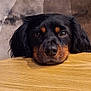 dog, black_dog, brown_markings, resting_head, wood_surface, indoor, pet, animal, cute, looking_up, long_ears, close_up, waiting, expression, canine, fur, nostrils, whiskers, soft_light, background_blur