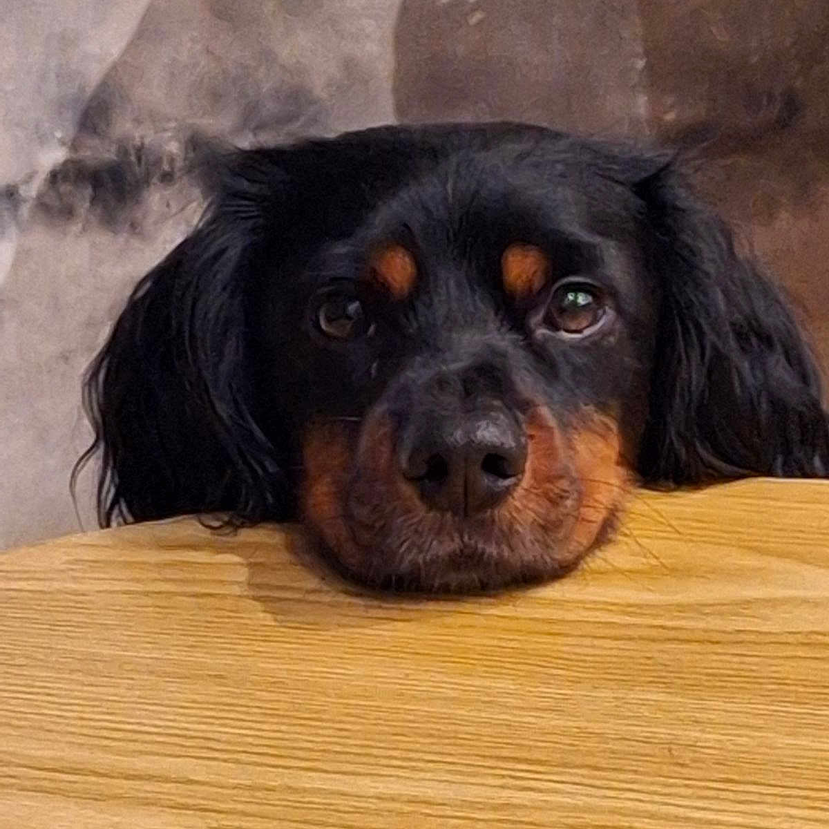 Twist participe au concours pour gagner de l'argent avec cette photo : animal, background_blur, black_dog, brown_markings, canine, close_up, cute, dog, expression, fur, indoor, long_ears, looking_up, nostrils, pet, resting_head, soft_light, waiting, whiskers, wood_surface