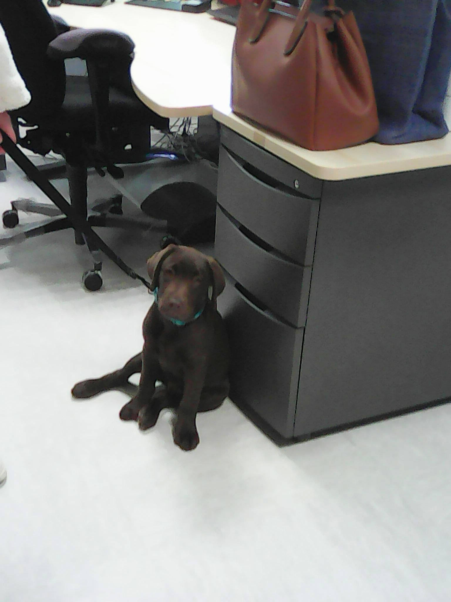 Vasco participe au concours pour gagner de l'argent avec cette photo : armrest, backpack, bag, cabinetry, carnivore, chair, comfort, companion_dog, dog, dog_breed, eyewear, fashion_accessory, flooring, furniture, hardwood, luggage_and_bags, office_chair, table, wood, working_animal