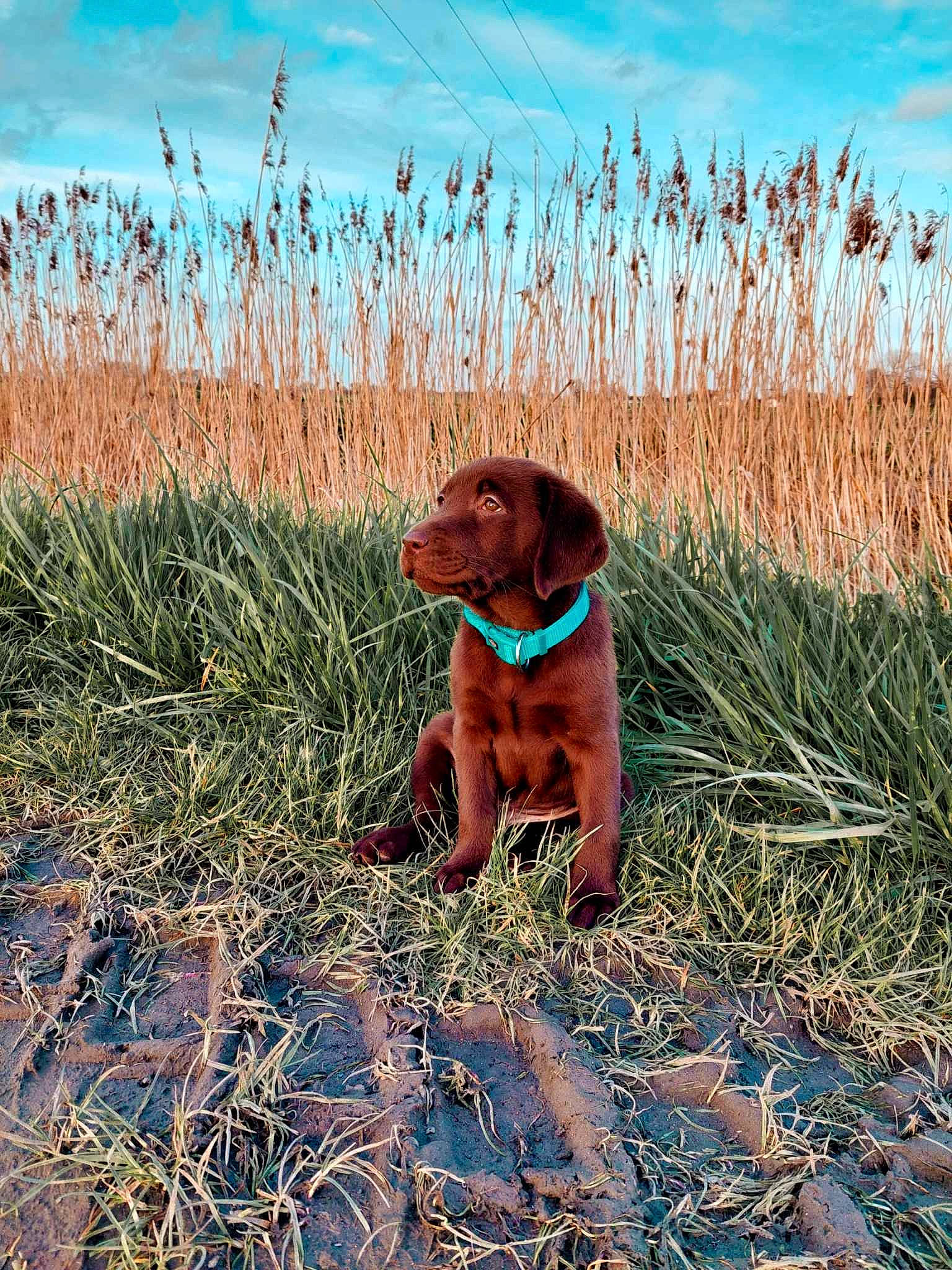 Vasco participe au concours pour gagner de l'argent avec cette photo : agriculture, carnivore, cloud, collar, companion_dog, dog, dog_breed, fawn, grass, grass_family, grassland, gun_dog, liver, plant, prairie, sky, soil, sporting_group, terrestrial_animal, working_animal