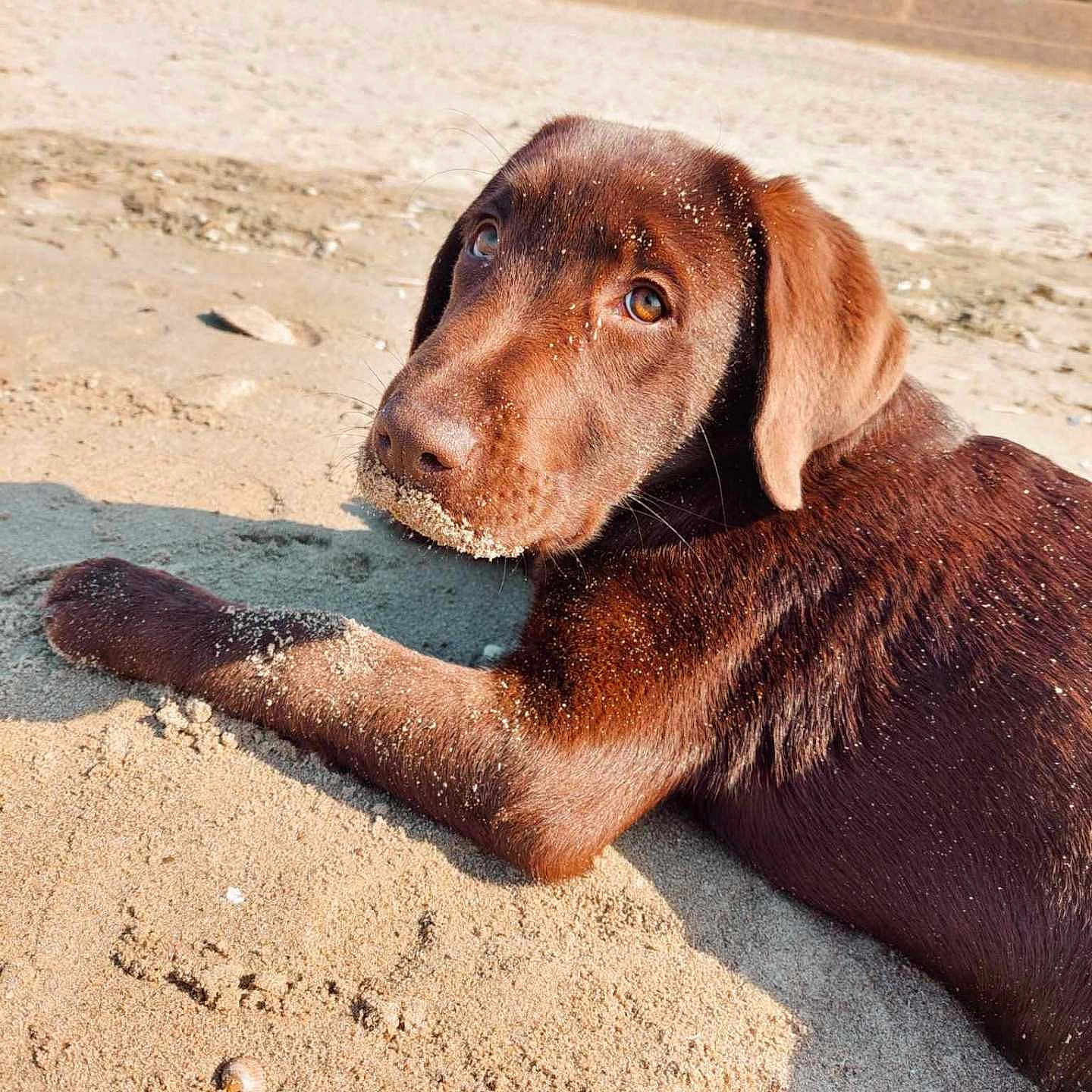 Vasco participe au concours pour gagner de l'argent avec cette photo : animal, beach, canine, coast, dog, face, goldenretriever, hound, labradorretriever, nature, outdoors, pet, pointer, puppy, sand, sea, shoreline, snout, soil, water