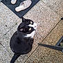 Noushka participe au concours pour gagner de l'argent avec cette photo : cat, tuxedo_cat, outdoor, floor, pebbled_floor, slippers, mat, black_and_white, pet, looking_up, curious, tail, whiskers, yellow_eyes, feline, animal, domestic_cat, resting, sidewalk, chair_leg