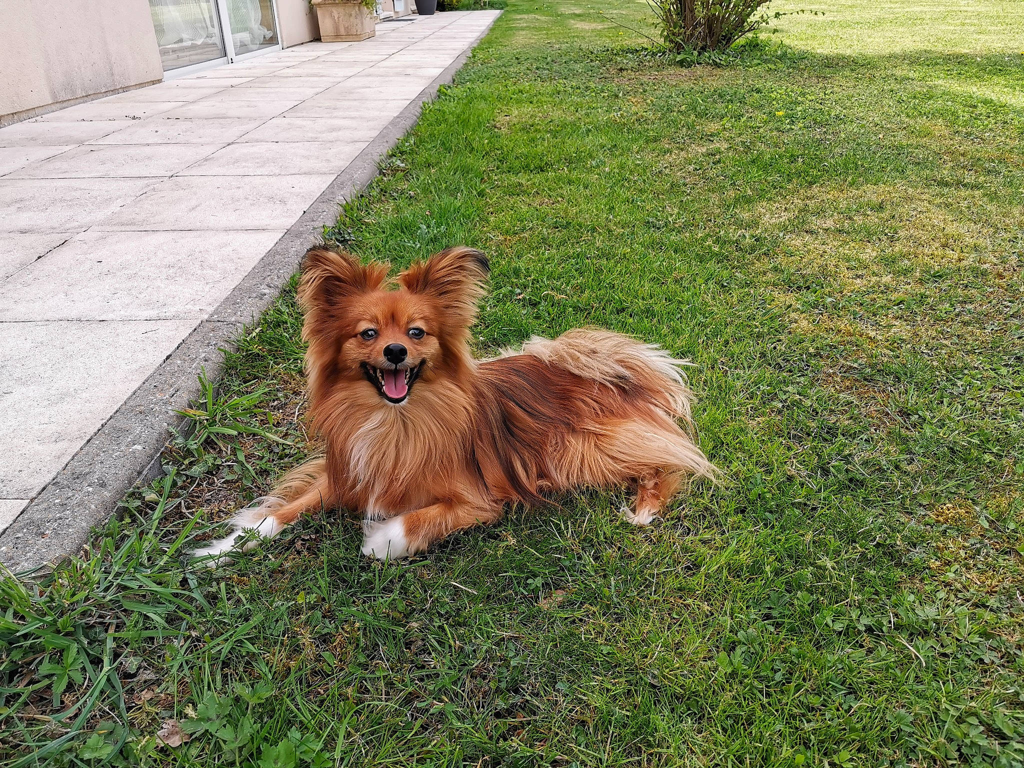 Ilko participe au concours pour gagner de l'argent avec cette photo : carnivore, companion_dog, dog, dog_breed, fawn, felidae, fur, german_spitz, german_spitz_klein, grass, herding_dog, liver, plant, rough_collie, shetland_sheepdog, spitz, sporting_group, tail, terrestrial_animal, whiskers