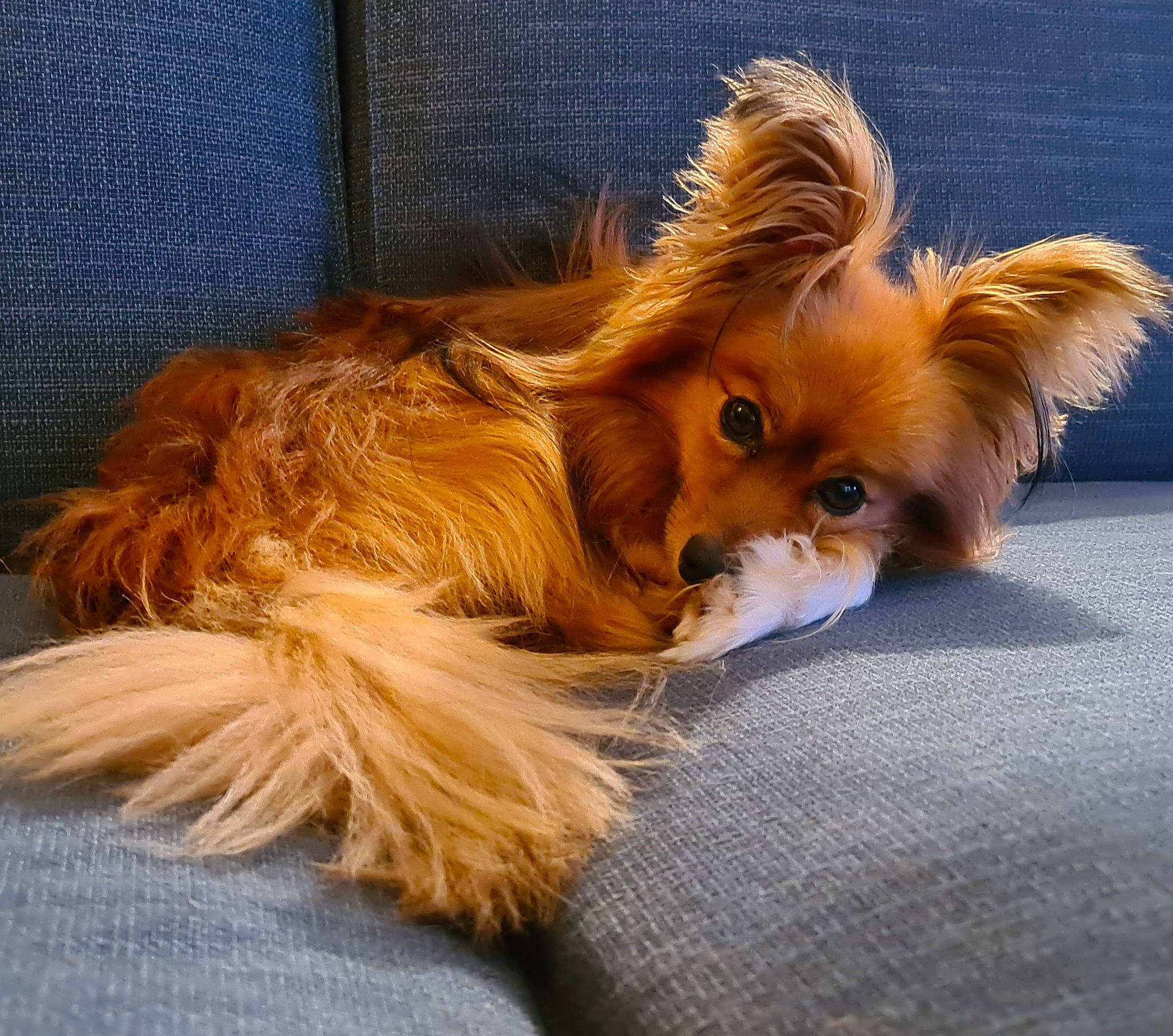 Ilko participe au concours pour gagner de l'argent avec cette photo : blond, canidae, carnivore, companion_dog, dog, dog_breed, electric_blue, fawn, fur, liver, non_sporting_group, paw, puppy, snout, sporting_group, terrestrial_animal, toy_dog, volpino_italiano, whiskers, wildlife