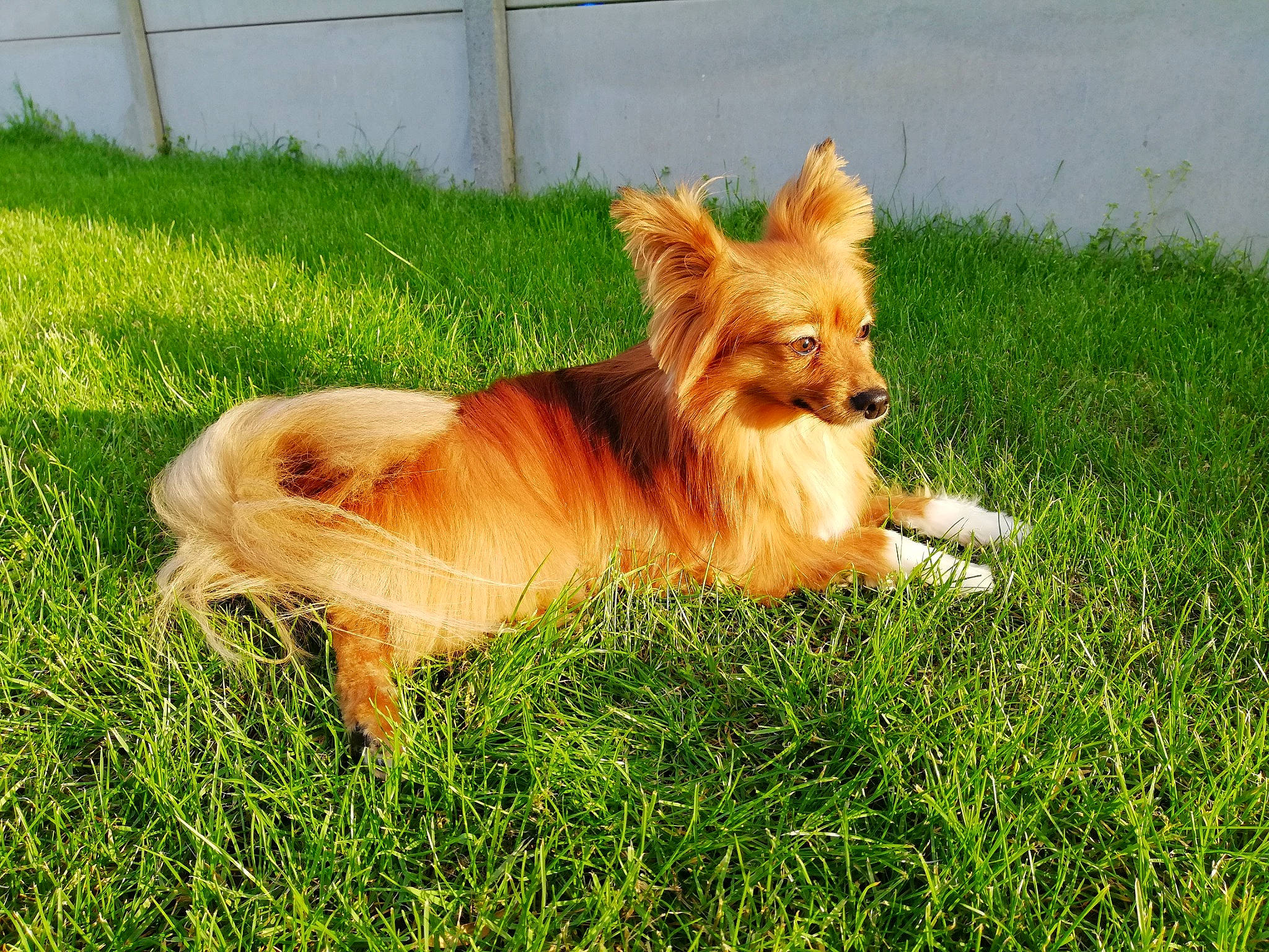 Ilko participe au concours pour gagner de l'argent avec cette photo : ancient_dog_breeds, canidae, carnivore, companion_dog, dog, dog_breed, dog_supply, fawn, fence, fur, grass, gun_dog, liver, plant, sporting_group, tail, terrestrial_animal, volpino_italiano, whiskers, working_dog