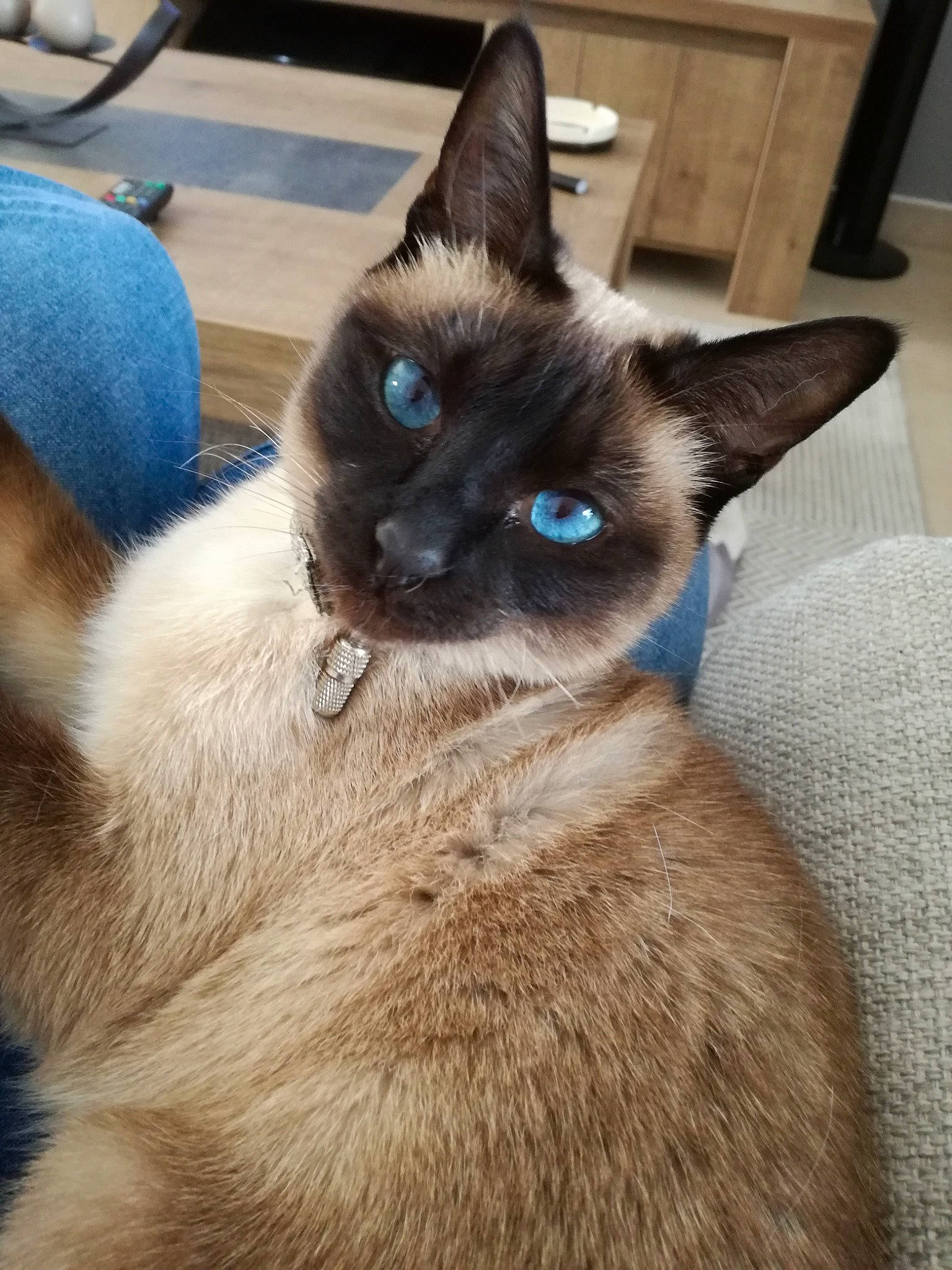 Joyce participe au concours pour gagner de l'argent avec cette photo : balinese, birman, carnivore, cat, comfort, electric_blue, eye, fawn, felidae, fur, siamese, small_to_medium_sized_cats, snout, tail, terrestrial_animal, thai, whiskers