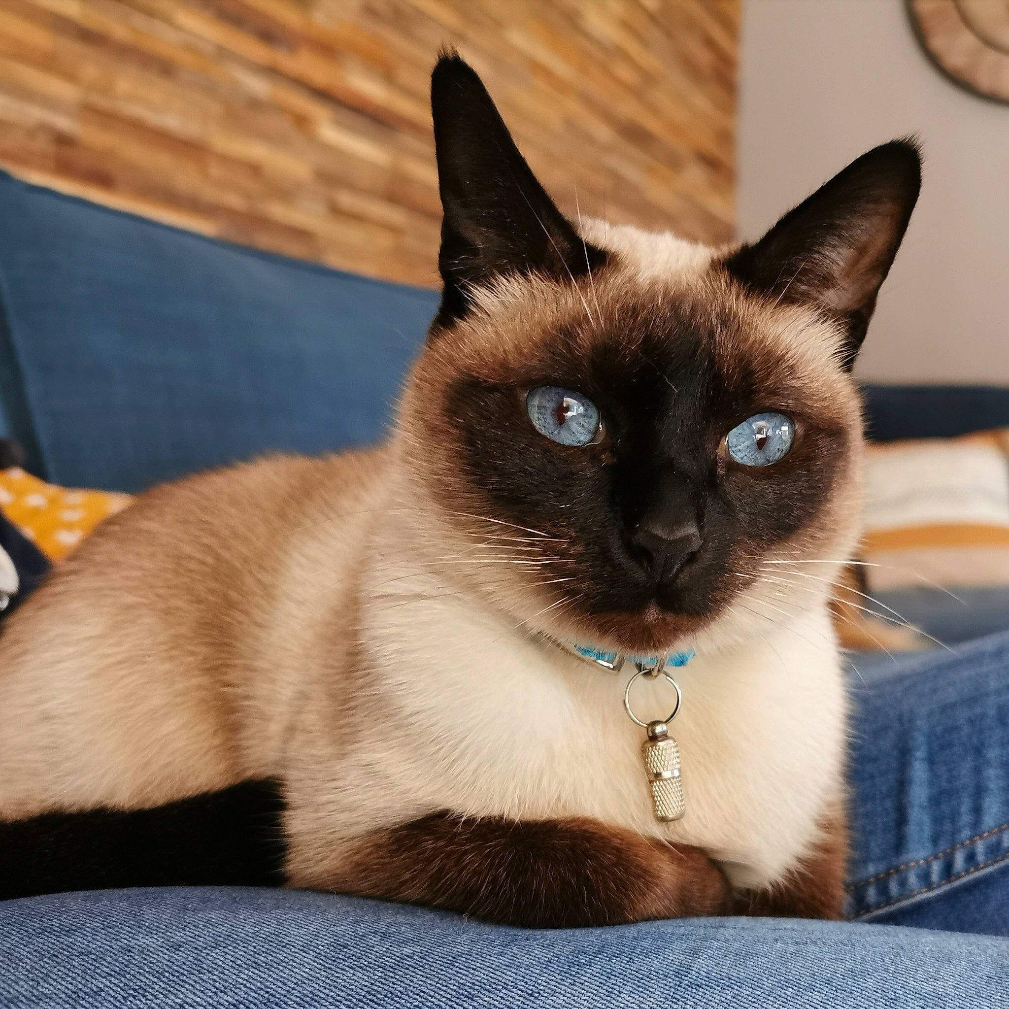 Joyce a rejoint le concours — aidez-le/la à gagner de superbes lots ! carnivore, cat, fawn, felidae, fur, iris, pet_supply, siamese, small_to_medium_sized_cats, terrestrial_animal, whiskers