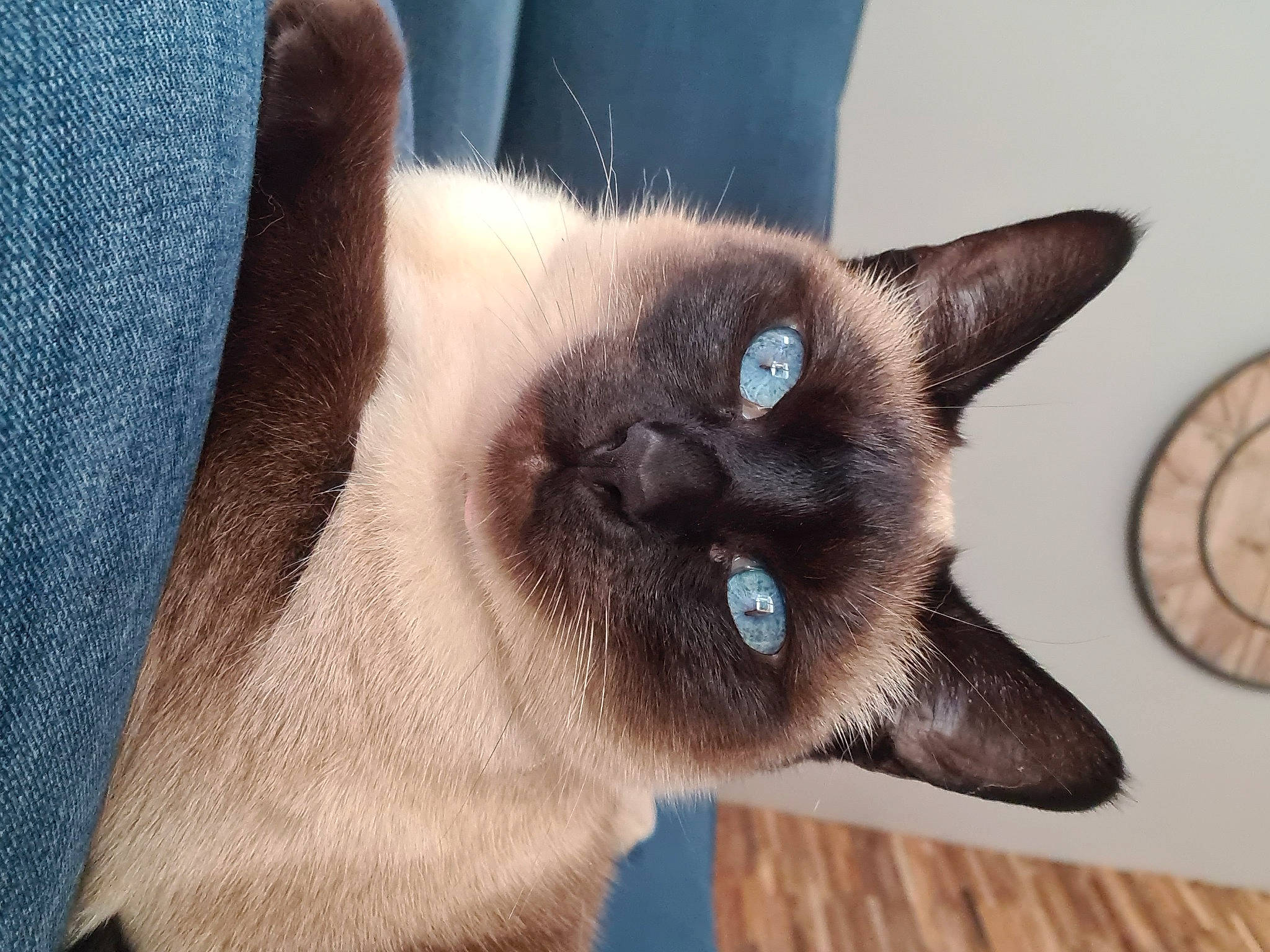 Joyce a rejoint le concours — aidez-le/la à gagner de superbes lots ! balinese, blue, carnivore, cat, circle, electric_blue, fawn, felidae, fur, siamese, small_to_medium_sized_cats, snout, terrestrial_animal, thai, whiskers