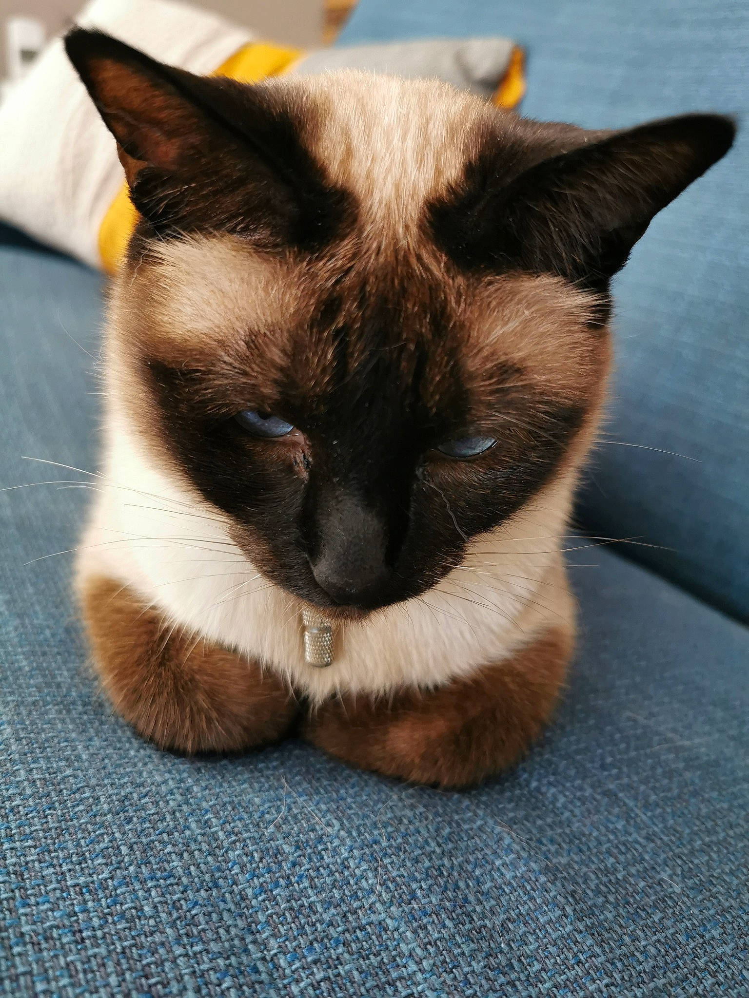 Joyce participe au concours pour gagner de l'argent avec cette photo : carnivore, cat, comfort, fawn, felidae, fur, head, siamese, small_to_medium_sized_cats, snout, tail, terrestrial_animal, whiskers