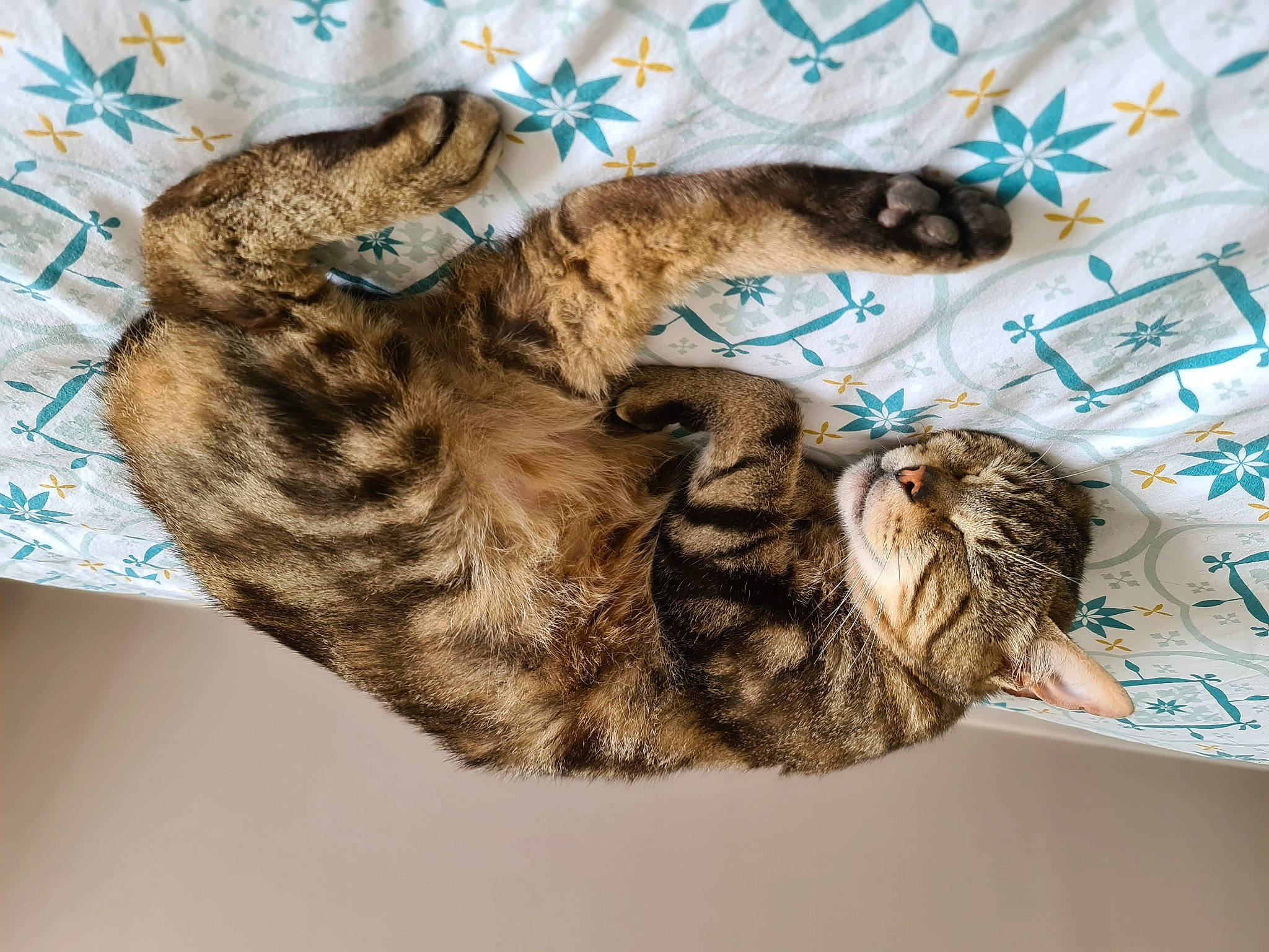 Gino participe au concours pour gagner de l'argent avec cette photo : canidae, carnivore, cat, claw, comfort, domestic_short_haired_cat, felidae, fur, mammal, nap, pattern, paw, sleep, small_to_medium_sized_cats, tail, whiskers, wildlife