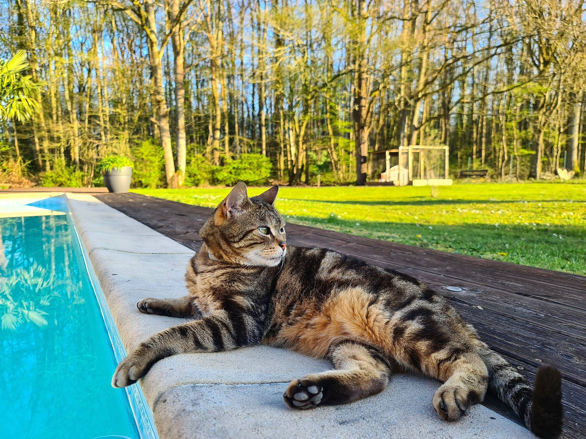 Gino a rejoint le concours — aidez-le/la à gagner de superbes lots ! asphalt, carnivore, cat, comfort, domestic_short_haired_cat, fawn, felidae, fur, grass, green, leisure, plant, road_surface, small_to_medium_sized_cats, snout, tail, terrestrial_animal, tree, water, whiskers