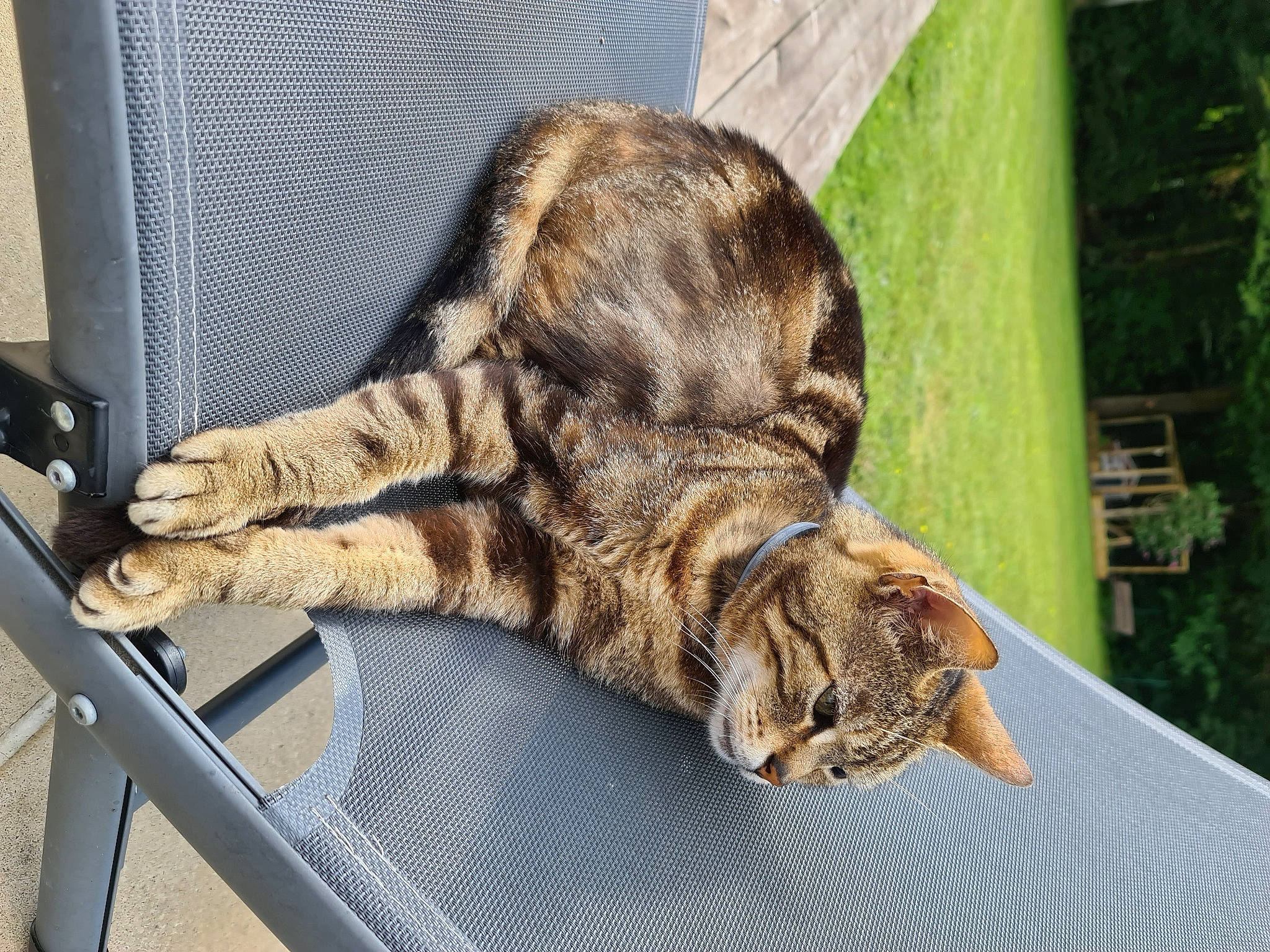 Gino participe au concours pour gagner de l'argent avec cette photo : carnivore, cat, claw, comfort, domestic_short_haired_cat, eye, fawn, felidae, fur, grass, paw, sitting, small_to_medium_sized_cats, snout, sporting_group, tail, terrestrial_animal, whiskers, wildlife, wood