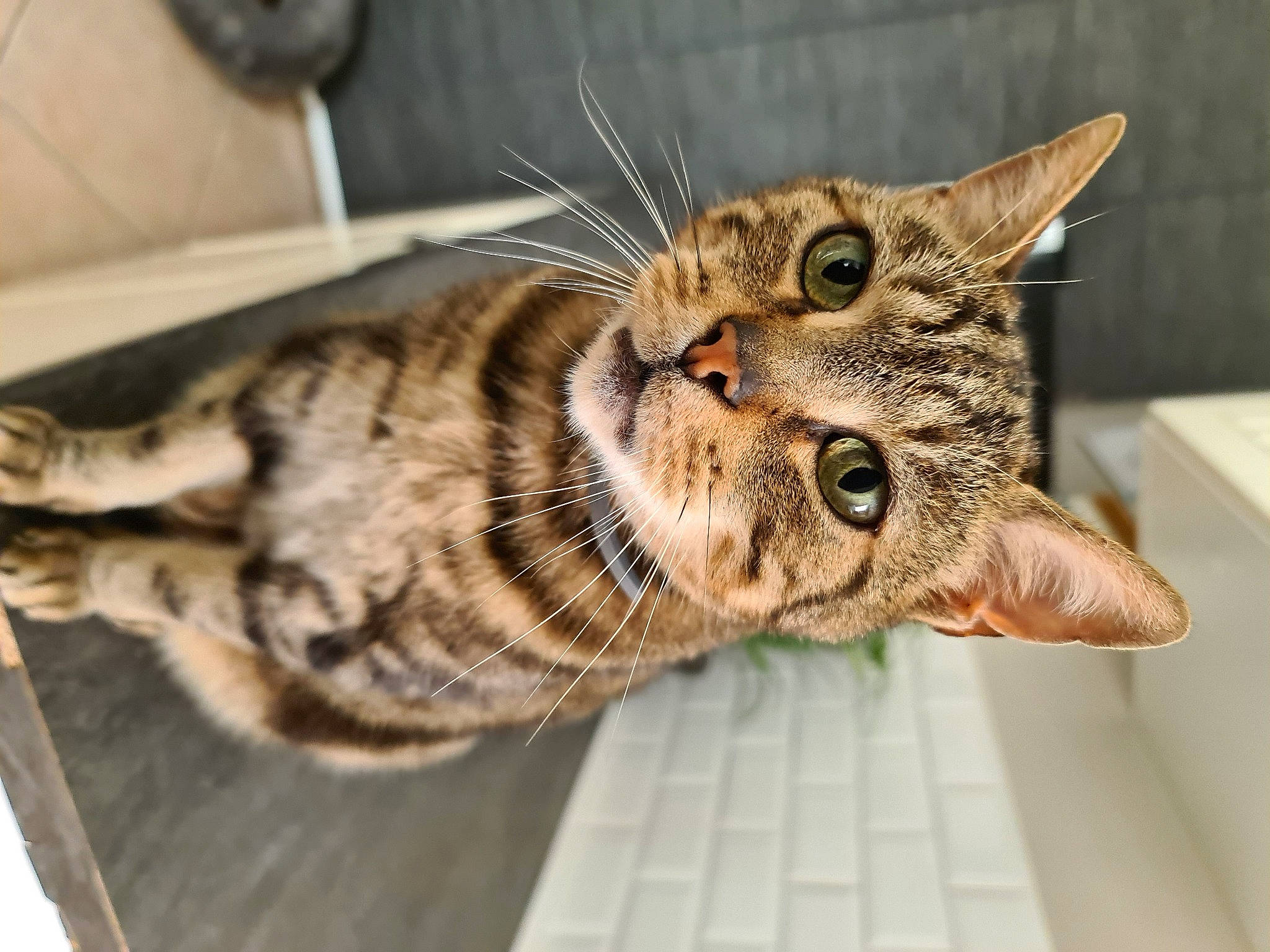 Gino a rejoint le concours — aidez-le/la à gagner de superbes lots ! carnivore, cat, claw, domestic_short_haired_cat, eyelash, felidae, fur, paw, small_to_medium_sized_cats, snout, terrestrial_animal, vertebrate, whiskers