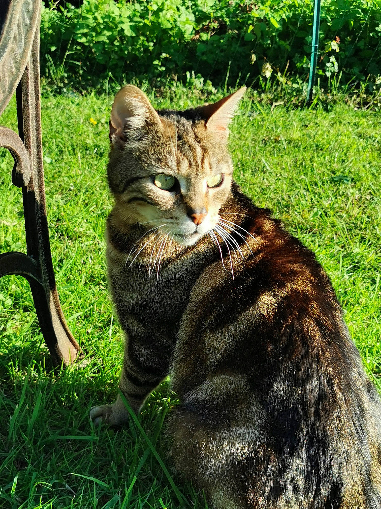 Gino participe au concours pour gagner de l'argent avec cette photo : carnivore, cat, claw, domestic_short_haired_cat, felidae, fur, grass, groundcover, organism, plant, small_to_medium_sized_cats, snout, tail, terrestrial_animal, tree, whiskers, wildlife
