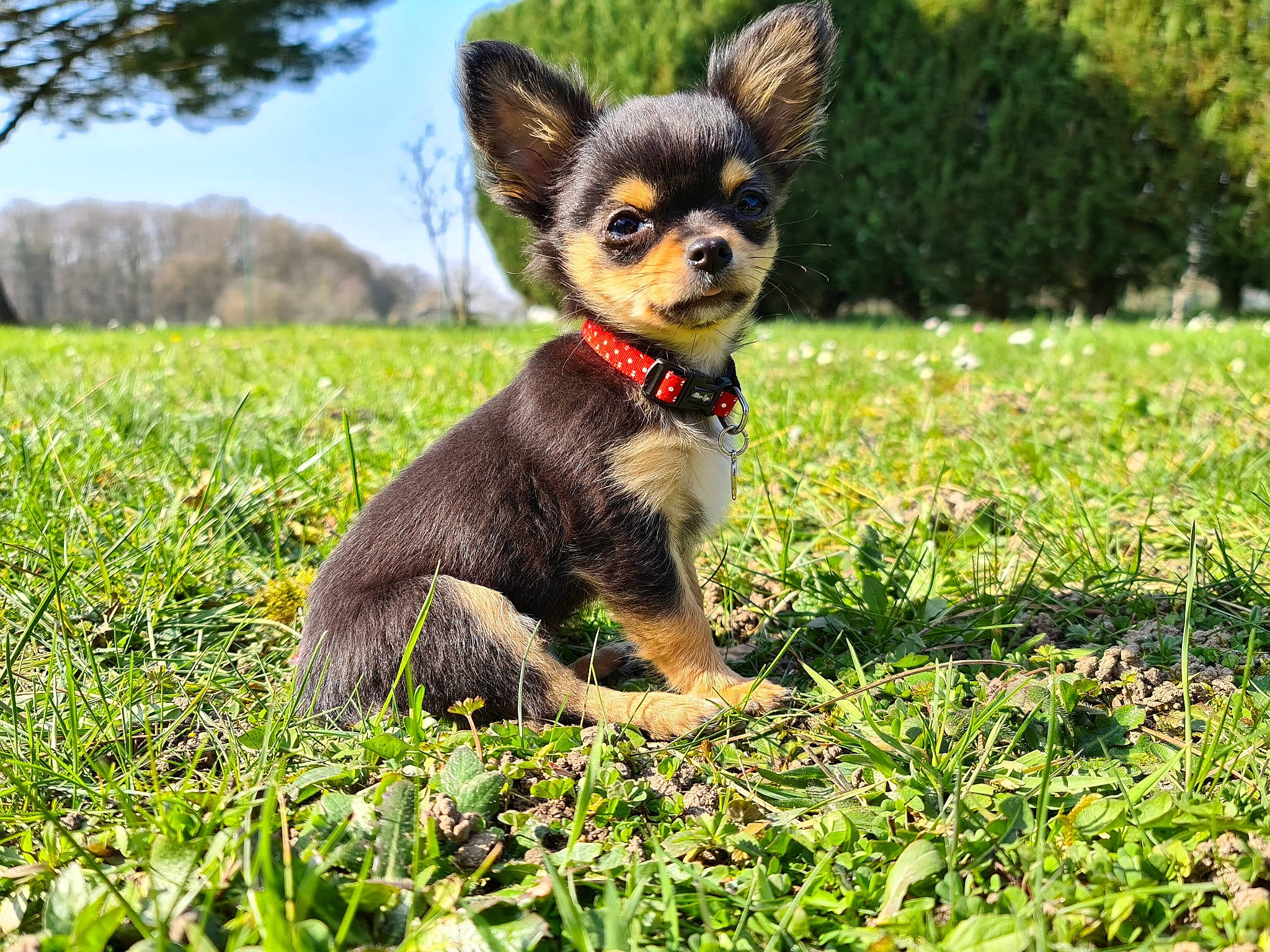 Estrella a rejoint le concours — aidez-le/la à gagner de superbes lots ! canidae, carnivore, chihuahua, companion_dog, dog, dog_breed, dog_supply, fawn, grass, grassland, plant, russkiy_toy, sky, snout, sporting_group, tail, terrestrial_animal, toy, toy_dog, whiskers