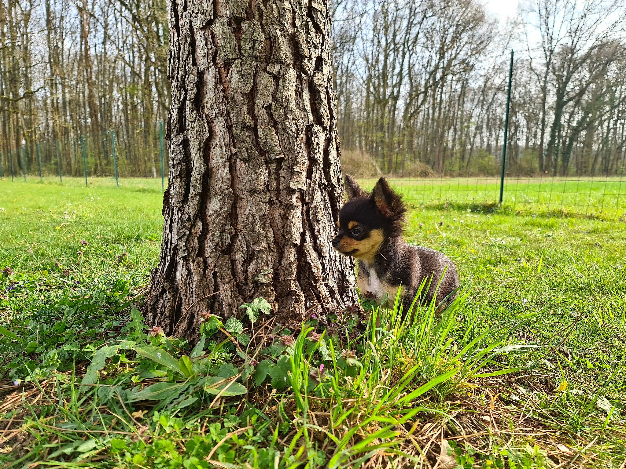 Estrella participe au concours pour gagner de l'argent avec cette photo : carnivore, companion_dog, dog, dog_breed, fawn, felidae, forest, grass, grassland, groundcover, natural_landscape, plant, sky, snout, tail, terrestrial_animal, terrestrial_plant, tree, trunk, wood