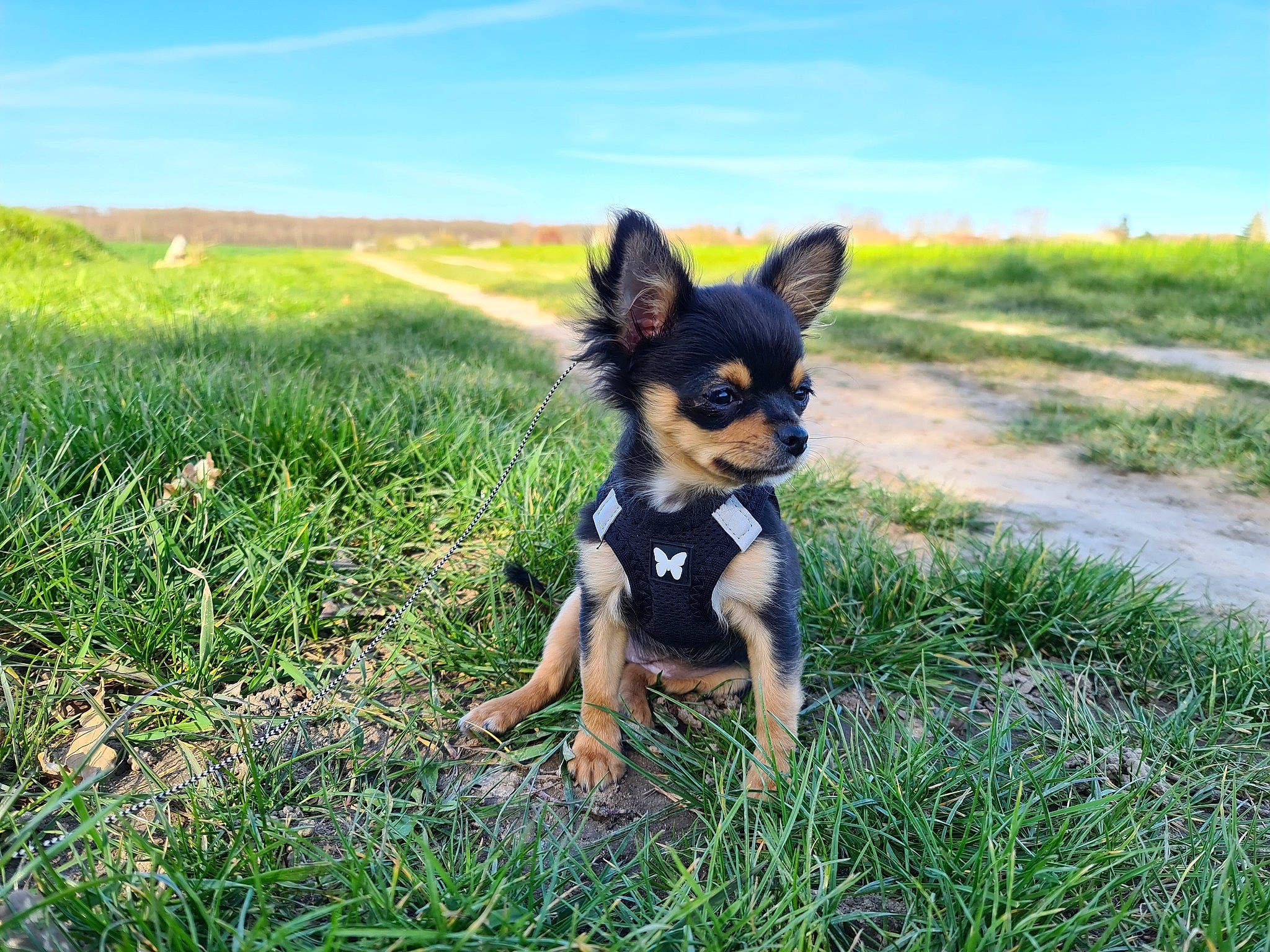 Estrella a rejoint le concours — aidez-le/la à gagner de superbes lots ! art, canidae, carnivore, chihuahua, cloud, companion_dog, dog, dog_breed, fawn, grass, grassland, happy, herding_dog, people_in_nature, prairie, sky, sporting_group, tail, toy_dog, working_animal