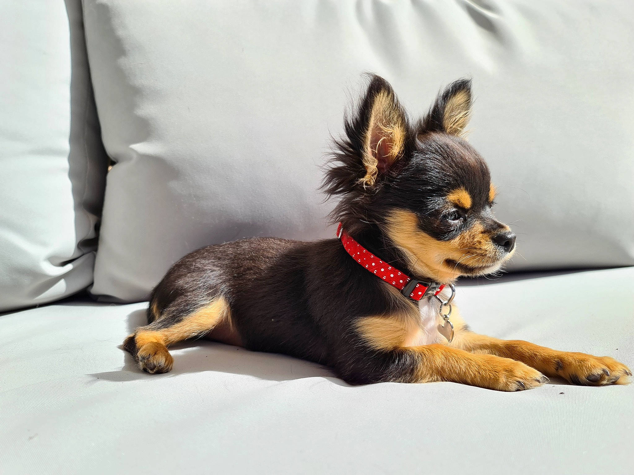 Estrella a rejoint le concours — aidez-le/la à gagner de superbes lots ! canidae, carnivore, chihuahua, comfort, companion_dog, dog, dog_breed, dog_supply, fawn, fur, guard_dog, paw, russkiy_toy, sleeve, snout, sporting_group, terrestrial_animal, toy_dog, whiskers, working_animal