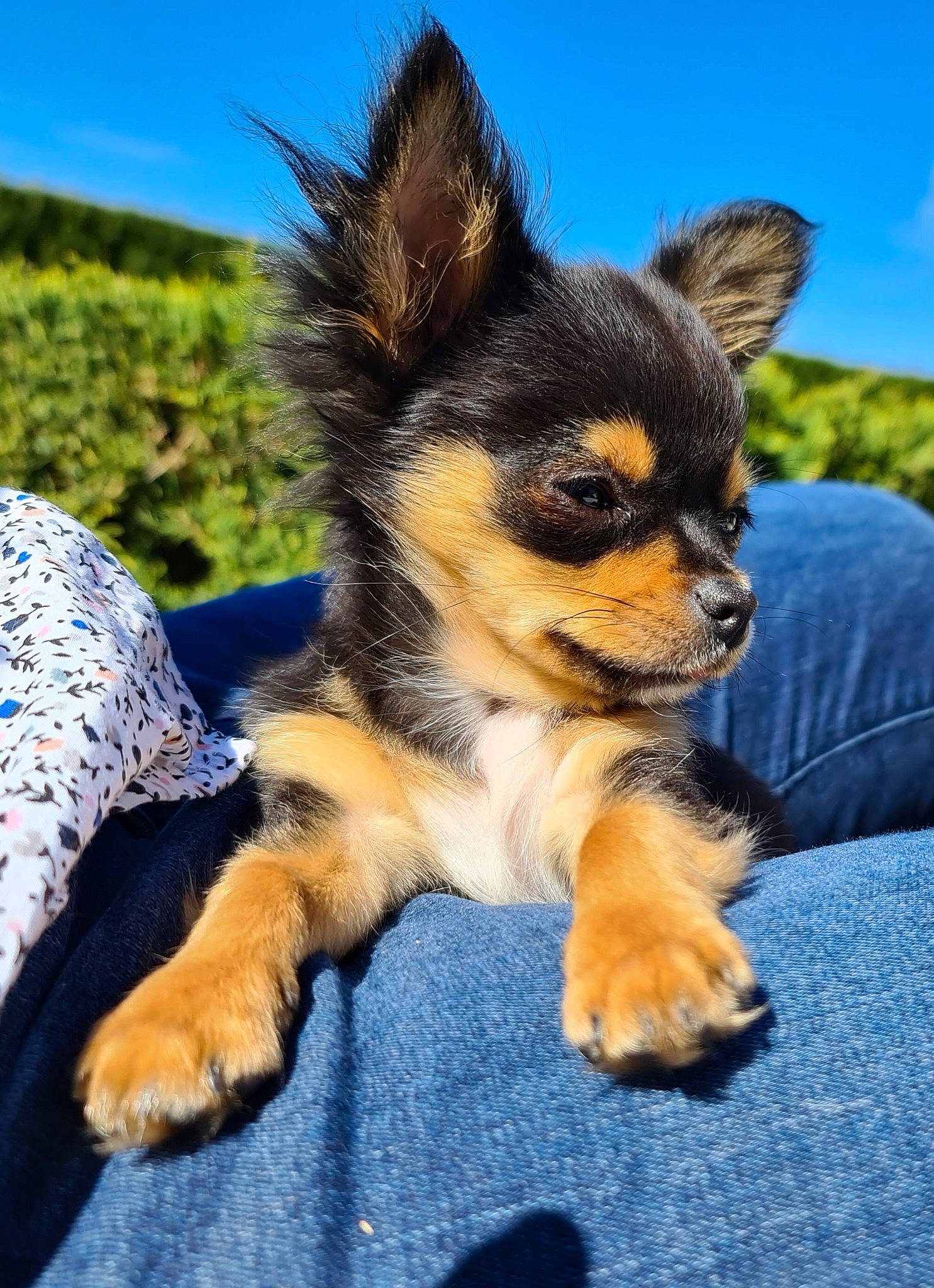 Estrella participe au concours pour gagner de l'argent avec cette photo : canidae, carnivore, companion_dog, dog, dog_breed, electric_blue, fawn, fur, landscape, paw, plant, sky, snout, sporting_group, terrestrial_animal, toy_dog, tree, whiskers, wildlife, working_dog