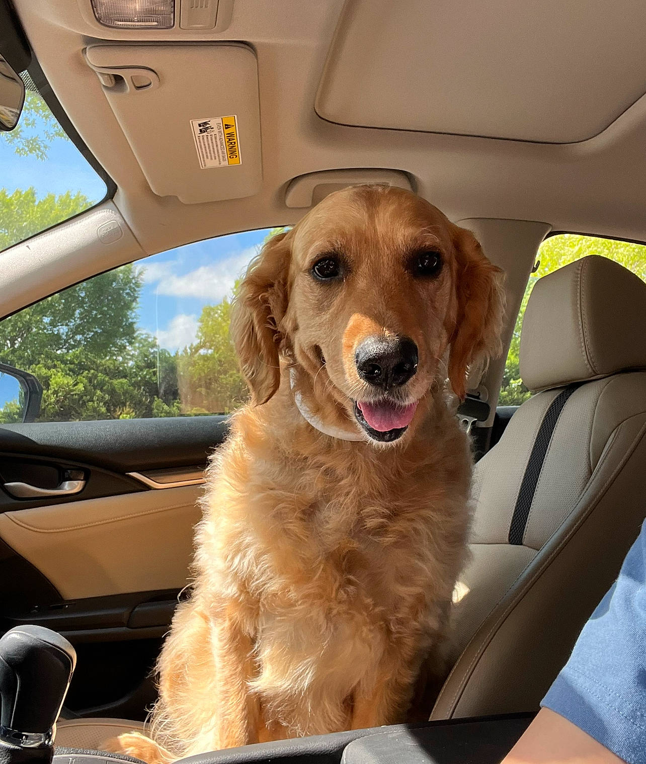 Lilley is registered to the contest to win money with this photo: auto_part, automotive_exterior, automotive_lighting, automotive_mirror, car, car_seat, car_seat_cover, carnivore, collar, companion_dog, dog, dog_breed, fawn, hood, mode_of_transport, motor_vehicle, rear_view_mirror, snout, vehicle, vehicle_door