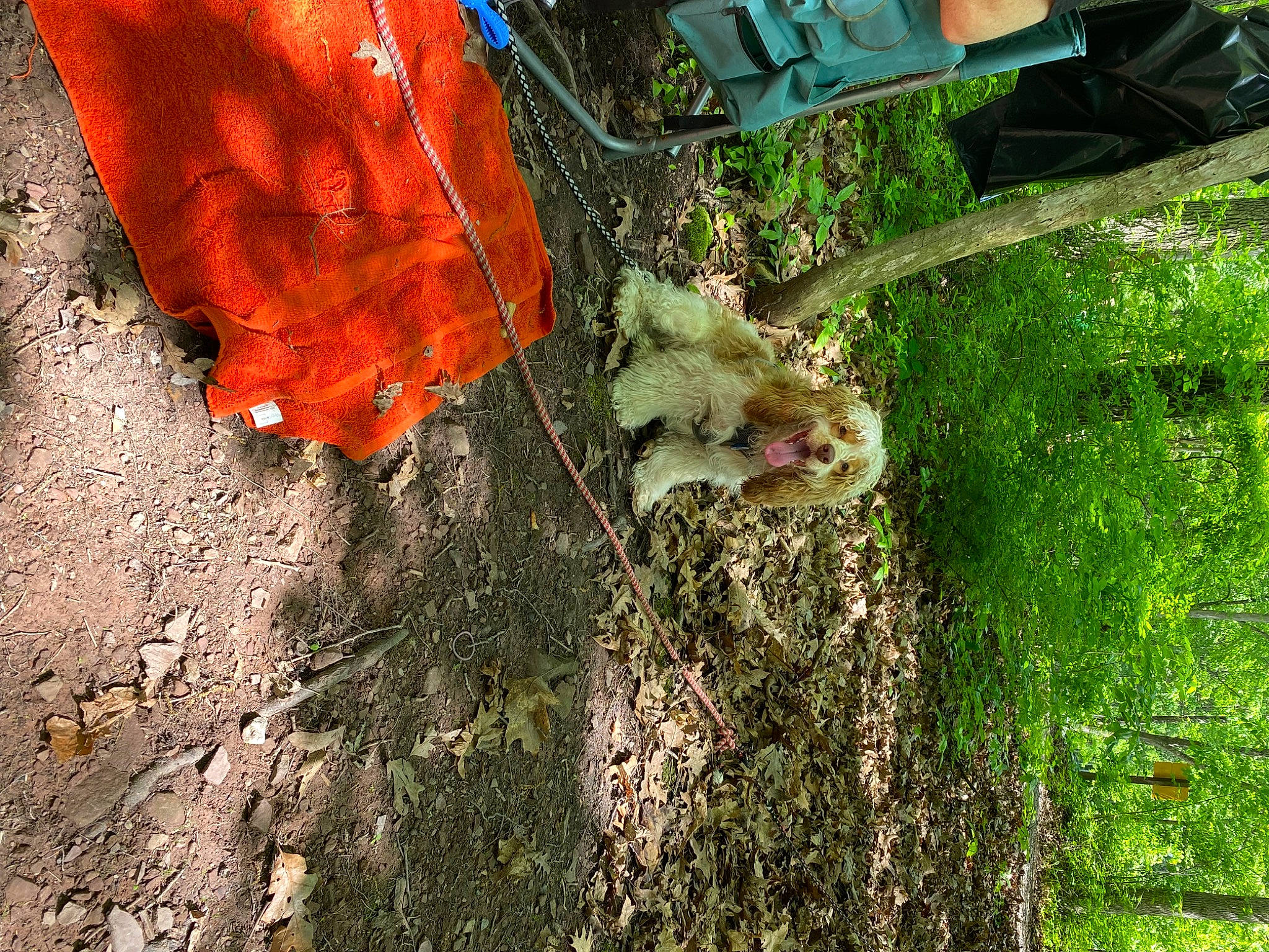 Triton joined the competition — help win amazing prizes! asphalt, branch, carmine, deciduous, flowering_plant, gesture, glove, grass, leaf, people_in_nature, petal, plant, road_surface, soil, tints_and_shades, tree, trunk, twig, vegetation, wood