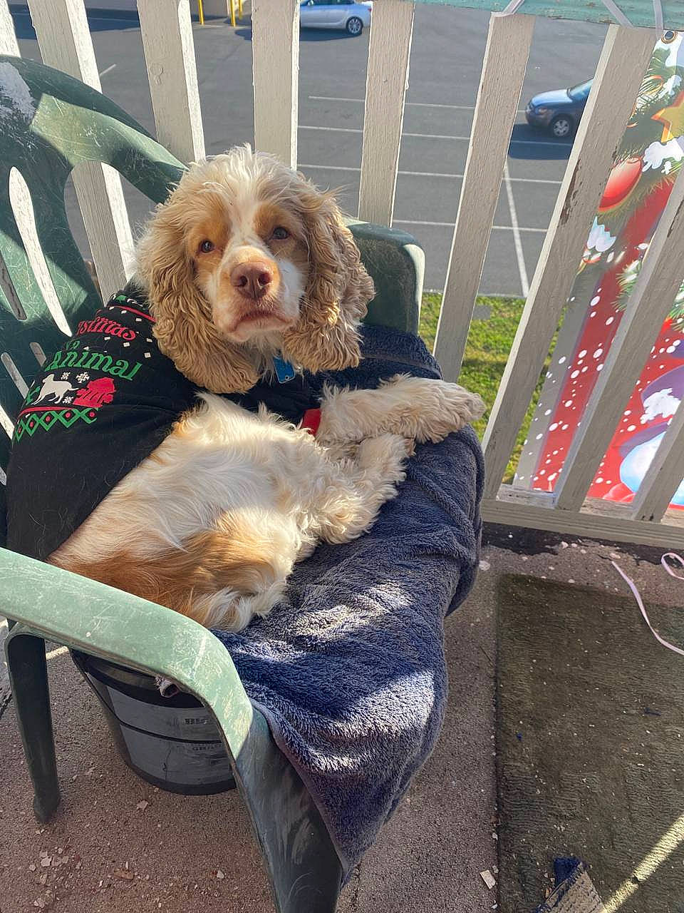 Triton Brady Mcdonald