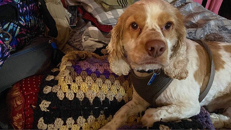 Triton Brady Mcdonald