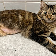 Ollie a rejoint le concours — aidez-le/la à gagner de superbes lots ! cat, tabby, feline, pet, animal, fur, striped, whiskers, paw, relaxed, indoor, tile, curious, cute, mammal, laying, closeup, face, ears, floor