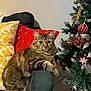 Ollie a rejoint le concours — aidez-le/la à gagner de superbes lots ! cat, tabby_cat, chair, pillow, yellow_pillow, red_pillow, christmas_tree, ornaments, tinsel, holiday, indoor, furniture, pet, animal, feline, cozy, decorations, relaxed, tabby, armrest